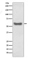 Human IgA Rabbit mAb ABZ5093