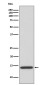 IL-4 Rabbit mAb ABZ5097