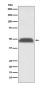 PABPN1 Rabbit mAb ABZ5103