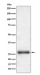 ATG10 Rabbit mAb ABZ5104