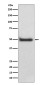 CaMKII delta Rabbit mAb ABZ5105