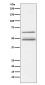 IKK gamma Rabbit mAb ABZ5107