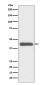 GATA1 Rabbit mAb ABZ5108