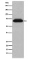 NUR77 Rabbit mAb ABZ5114