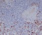 Human IgG Rabbit mAb ABZ5117