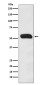Human IgG Rabbit mAb ABZ5117