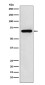 N WASP Rabbit mAb ABZ5124