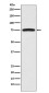 FRS2 Rabbit mAb ABZ5125