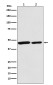 Citrate Synthetase Rabbit mAb ABZ5126