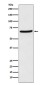 CDT1/DUP Rabbit mAb ABZ5127