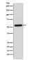 Staufen Rabbit mAb ABZ5128