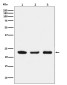 p23 Rabbit mAb ABZ5130