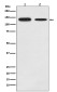 Growth Hormone Receptor Rabbit mAb ABZ5133