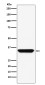 Adenosine A1 Receptor Rabbit mAb ABZ5134
