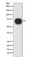 CD55 Rabbit mAb ABZ5135