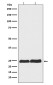 Ran Rabbit mAb ABZ5136