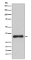 Emerin Rabbit mAb ABZ5138