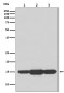 GABARAPL2/GATE-16 Rabbit mAb ABZ5142