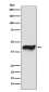 IKB epsilon Rabbit mAb ABZ5152