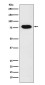 c-Rel Rabbit mAb ABZ5157