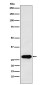 Securin Rabbit mAb ABZ5159