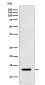Galectin 1 Rabbit mAb ABZ5160