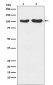 Glutamate Receptor 2/3 Rabbit mAb ABZ5169