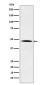 Nck Rabbit mAb ABZ5173