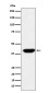 Islet 1 Rabbit mAb ABZ5177