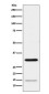 Geminin Rabbit mAb ABZ5182