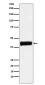Creatine Kinase B type Rabbit mAb ABZ5186