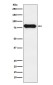 Human IgD Rabbit mAb ABZ5188