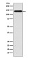 Sodium/Hydrogen Exchanger 1/NHE-1 Rabbit mAb ABZ5189