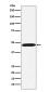 ACTL6A Rabbit mAb ABZ5191