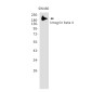 Integrin beta 4 Rabbit mAb ABZ5202