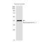 Apolipoprotein L1/APOL1 Rabbit mAb ABZ5203