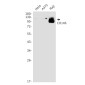 CD146 Rabbit mAb ABZ5212