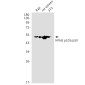 NF-KB p105 Rabbit mAb ABZ5214