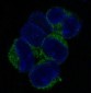 VCAM1 Rabbit mAb ABZ5219