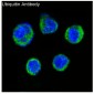 Ubiquitin Rabbit mAb ABZ5220