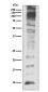 Ubiquitin Rabbit mAb ABZ5220