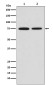 CD204 Rabbit mAb ABZ5227