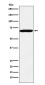 IMP3 Rabbit mAb ABZ5229