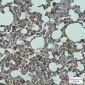 CD147 Rabbit mAb ABZ5231