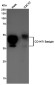 CD147 Rabbit mAb ABZ5231