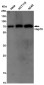 Hsp70 Rabbit mAb ABZ5233