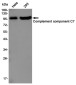 C7 Rabbit mAb ABZ5234