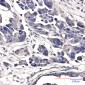 PSMD14 Rabbit mAb ABZ5235