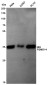 PSMD14 Rabbit mAb ABZ5235