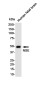 NSE Rabbit mAb ABZ5236